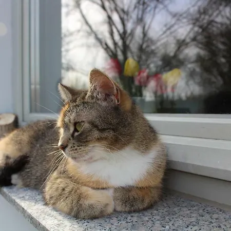 Eg Alte Stadtmuehle Von Kloster Zinna Apartmán